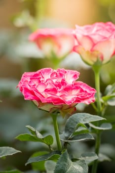 The background image of the colorful flowers, background nature