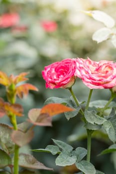 The background image of the colorful flowers, background nature