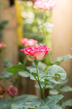 The background image of the colorful flowers, background nature