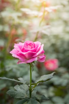 The background image of the colorful flowers, background nature