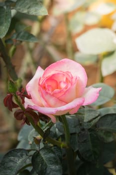 The background image of the colorful flowers, background nature