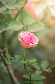 The background image of the colorful flowers, background nature