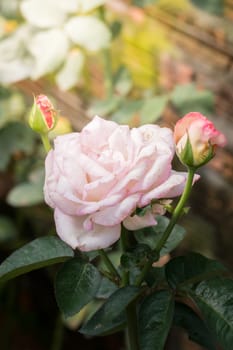 The background image of the colorful flowers, background nature