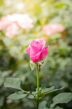 The background image of the colorful flowers, background nature