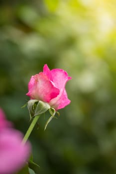 The background image of the colorful flowers, background nature