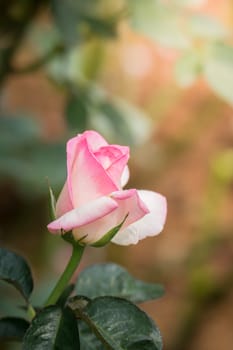 The background image of the colorful flowers, background nature