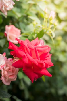 The background image of the colorful flowers, background nature