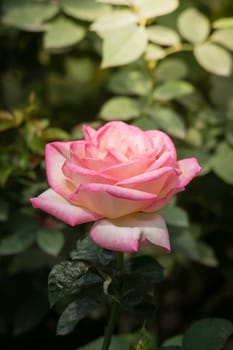 The background image of the colorful flowers, background nature