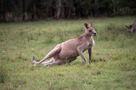 Eastern grey kangaroo in bushland