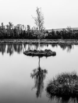 Chalupska Moor Lake near Borova Lada, Sumava Mountains, Czech Republic. Small islands with trees in the middle of peat-bog. Black and white image.