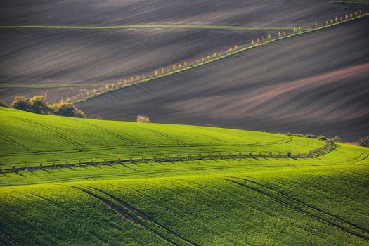 Sunset lines and waves with trees in the spring, South Moravia, Czech Republic