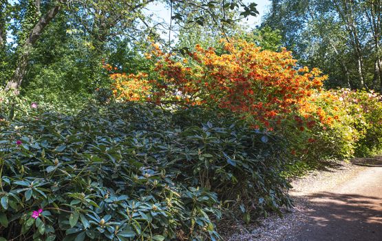 azalea and rhododendron flowers in the public park park of Clingendael in the hague in Holland