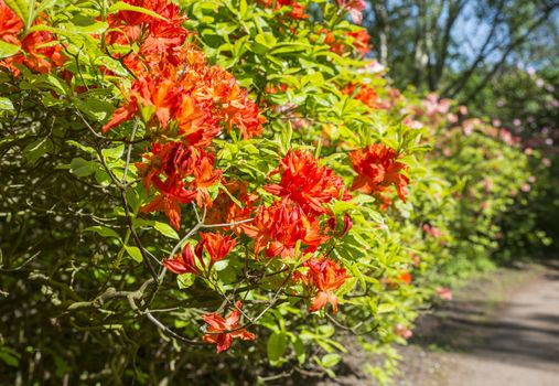 red azalea and rhododendron flowers in the public park park of Clingendael in the hague in Holland