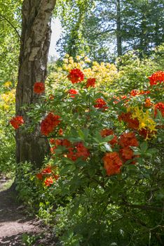 azalea and rhododendron flowers in the public park park of Clingendael in the hague in Holland