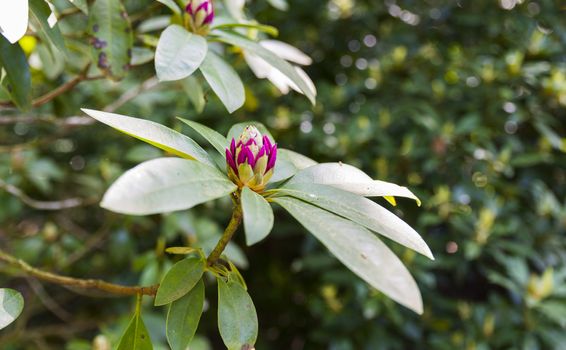 just opening new flower of the rhododendron in park in holland in may