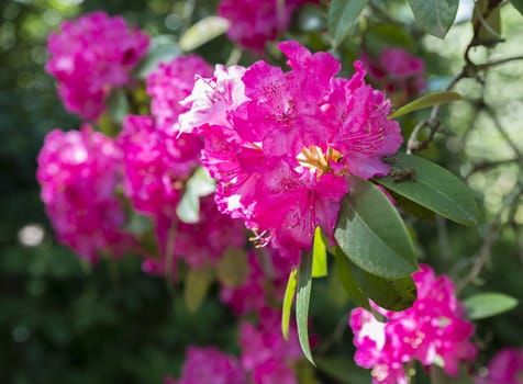 just opening new flower of the rhododendron in park in holland in may