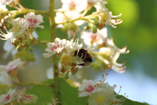 bumblebee pollinates white plum flowers in the countryside