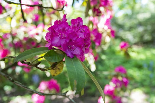 just opening new flower of the rhododendron in park in holland in may