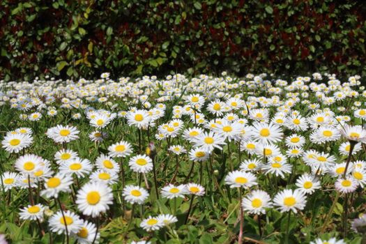 expanse of many daisies in the countryside