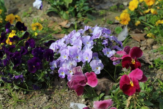 Beatiful pansy primroses and spring flowers