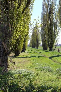 rows of poplars in the countryside in bloom