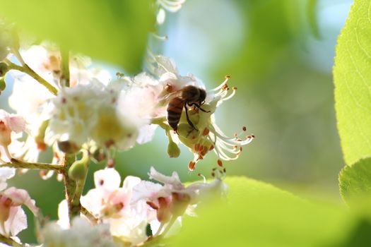 wasp pollinates white plum flowers in the countryside