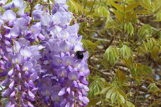 Close-up of wisteria with bumblebee with green background