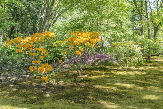 beautifull garden of park Clingendael in Holland, this is an public open park with beautifull flowers and plants as azalea and rhodondendron and japanese garden