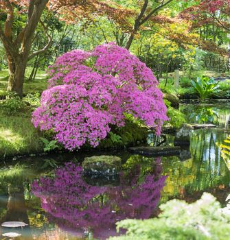 beautifull garden of park Clingendael in Holland,with azalea with water reflection , this is an public open park with beautifull flowers and plants as azalea and rhodondendron and japanese garden