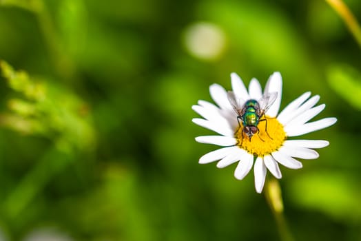 Bottle fly on daisy, macro, pollinating insects