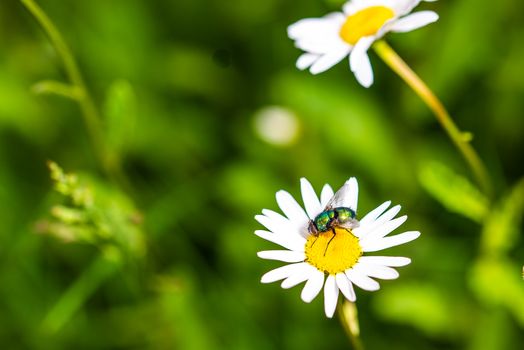 Bottle fly on daisy, macro, pollinating insects