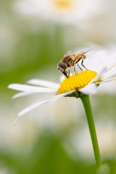 Syrphid fly pollinating and feedeing on daisy, syrphid flies are bee-looking flies found on meadows