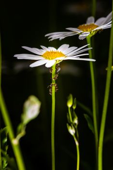 Ants collecting and feeding honeydew from aphids on a daisy stem, macro, extreme close up, dark background