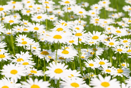 Field of Daisies on a meadow on a summer day, home garden plants, decoration, natural background