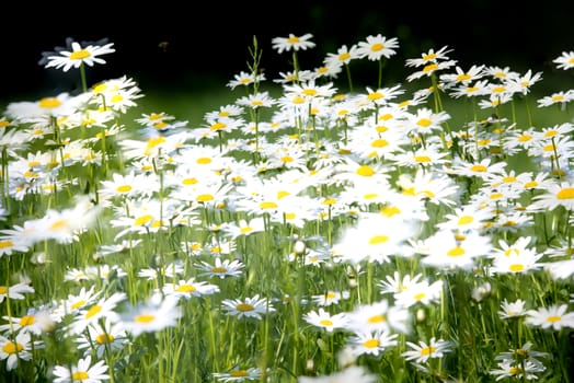 Field of Daisies on a meadow on a summer day, home garden plants, decoration, natural background