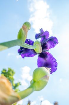 Macro Closeup of blue Bearded iris, Iris Barbata, shot from below against the sky, unique angle of view