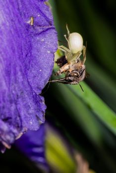 Macro Closeup of a white crab spider feasting on catched bee on Bearded iris, home garden insects