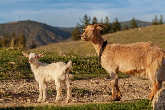 Mother goat and her kid in natural environment