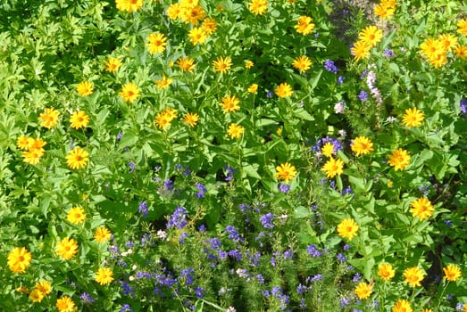 Spring flowers, yellow and purple, fresh green leafs.