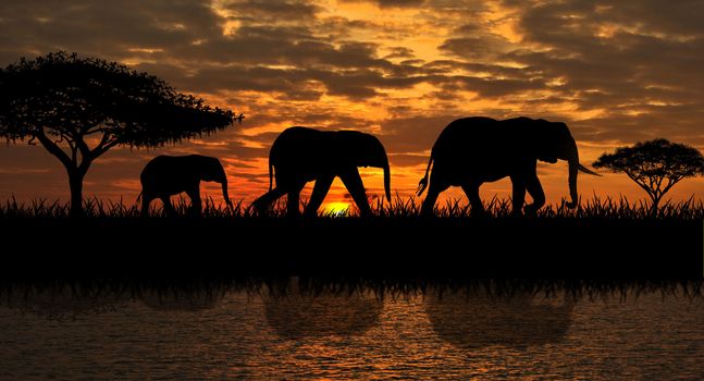 Silhouettes of elephants on a sunset background. Elephants against the backdrop of the sunset and the river.                                                                                                                                         