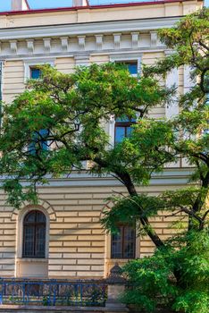 green tree on a background of stools of a building on a city street