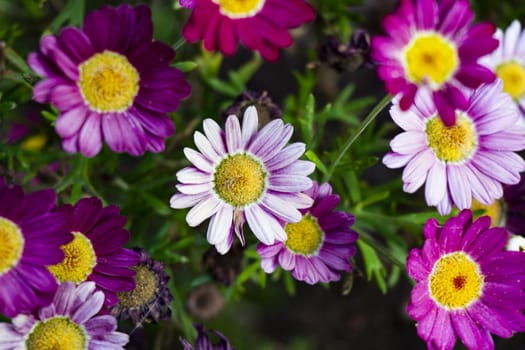 macro flowers of purple and pink with blurred effect