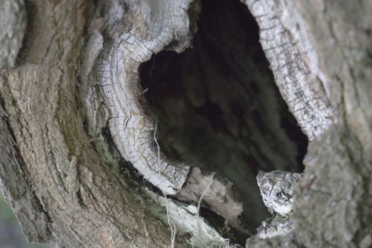 wooden trunk detail with animal burrow hole