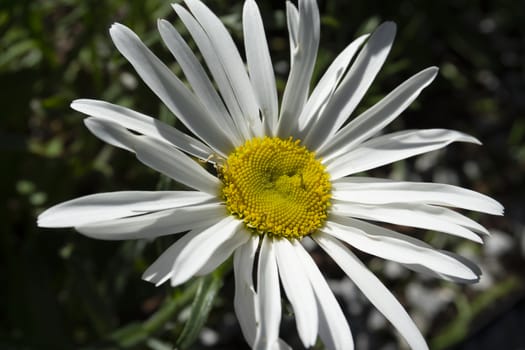 Big daisy with detail on yellow center macro