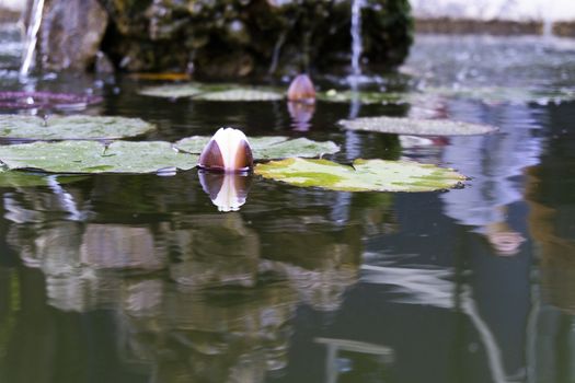 Lotus flower resting on the water of a small lake in Lisbon