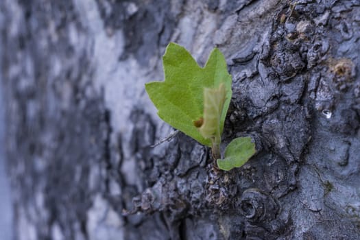 detail on bark tree with blurred effect purple background detail