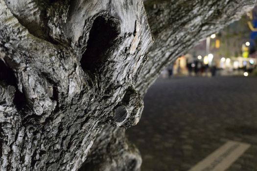 wooden trunk detail with animal burrow hole