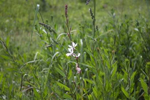 detail white field flower in the middle of the meadow