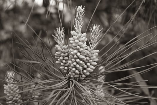 pine needle and pine nuts on tree sepia effect