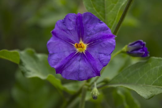 Macro photo violet flower with green gradient background